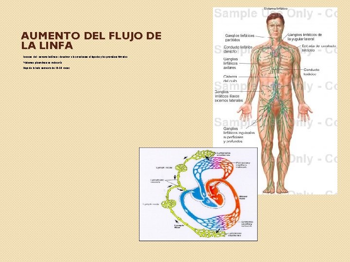 AUMENTO DEL FLUJO DE LA LINFA Función del sistema linfático : devolver a la