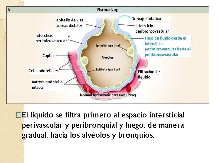 �El líquido se filtra primero al espacio intersticial perivascular y peribronquial y luego, de