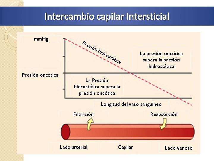 Intercambio capilar Intersticial mm. Hg Pre sió n hid ros tát ic Presión oncótica