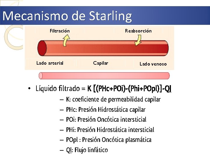 Mecanismo de Starling Filtración Lado arterial Reabsorción Capilar Lado venoso • Líquido filtrado =