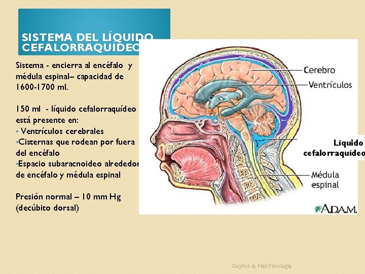 SISTEMA DEL LÍQUIDO CEFALORRAQUÍDEO Sistema - encierra al encéfalo y médula espinal– capacidad de