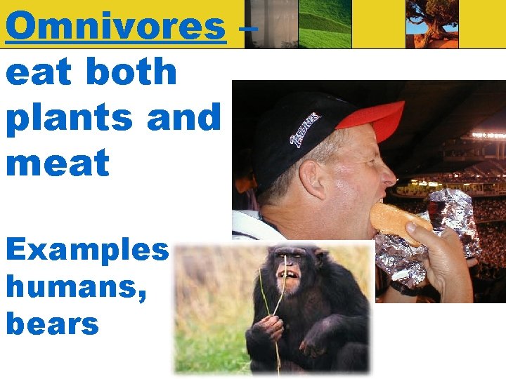 Omnivores – eat both plants and meat Examples: humans, bears 