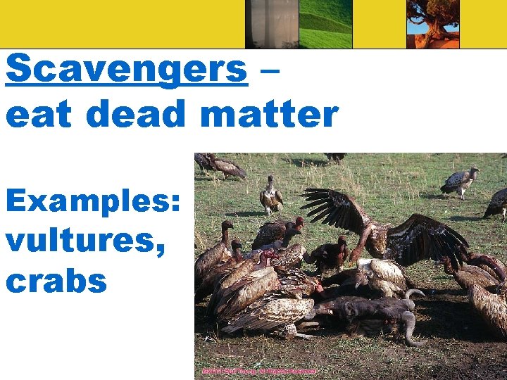 Scavengers – eat dead matter Examples: vultures, crabs 