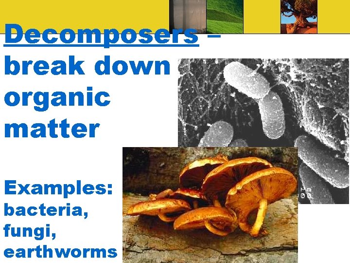 Decomposers – break down organic matter Examples: bacteria, fungi, earthworms 