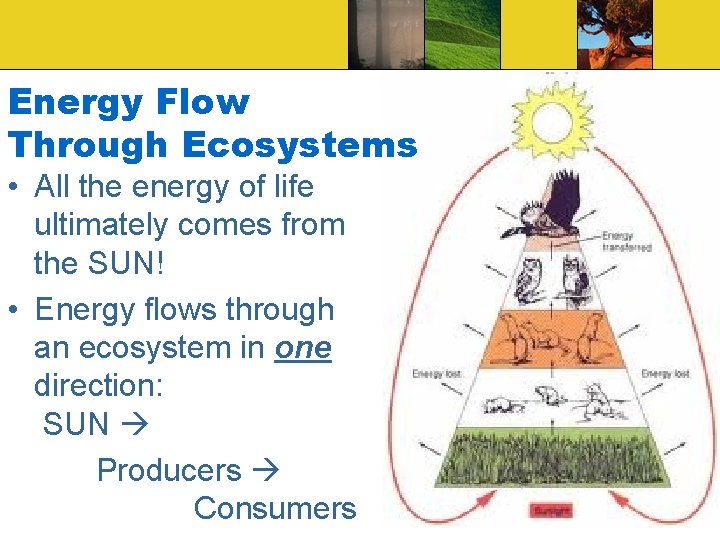 Energy Flow Through Ecosystems • All the energy of life ultimately comes from the