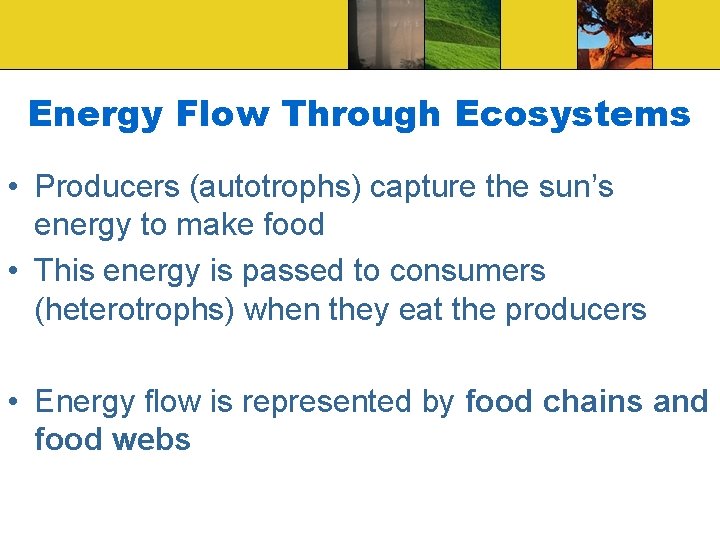 Energy Flow Through Ecosystems • Producers (autotrophs) capture the sun’s energy to make food