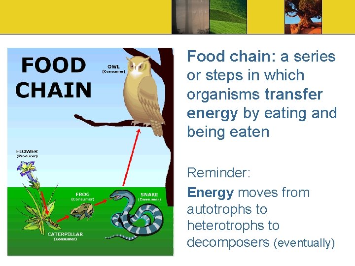 Food chain: a series or steps in which organisms transfer energy by eating and