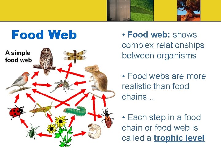 Food Web • Food web: shows complex relationships between organisms • Food webs are