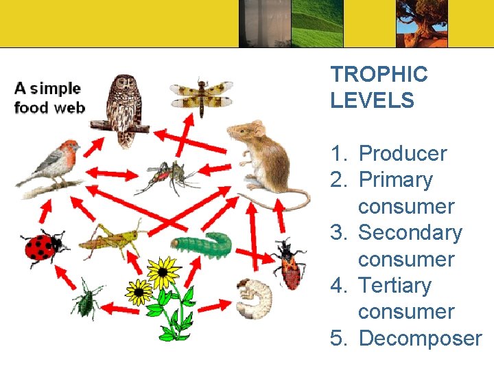 TROPHIC LEVELS 1. Producer 2. Primary consumer 3. Secondary consumer 4. Tertiary consumer 5.