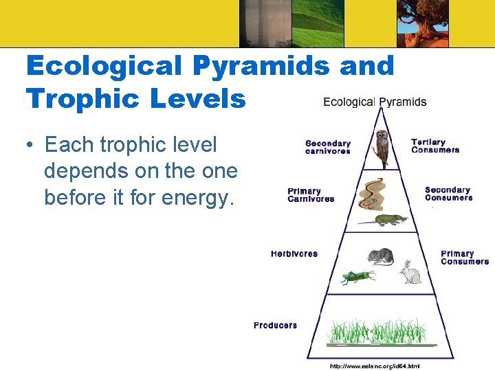 Ecological Pyramids and Trophic Levels • Each trophic level depends on the one before