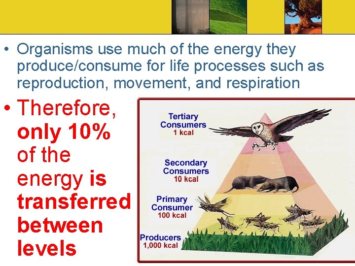  • Organisms use much of the energy they produce/consume for life processes such