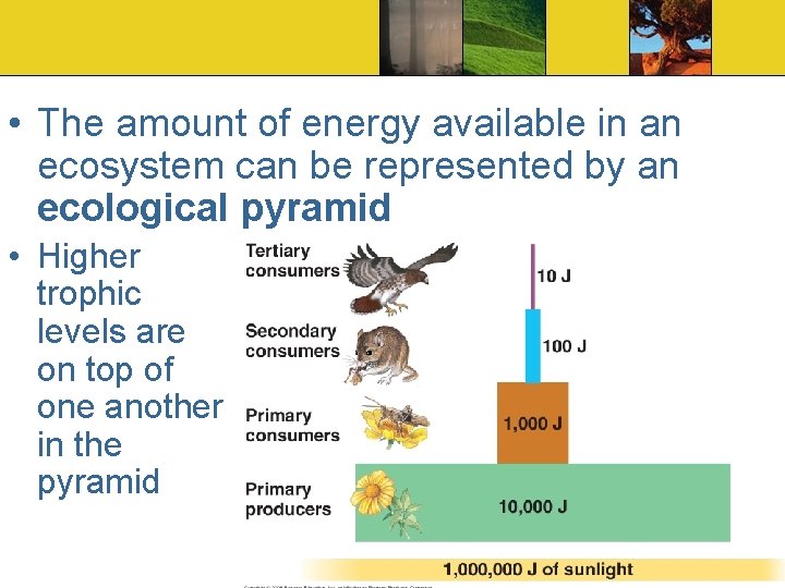  • The amount of energy available in an ecosystem can be represented by