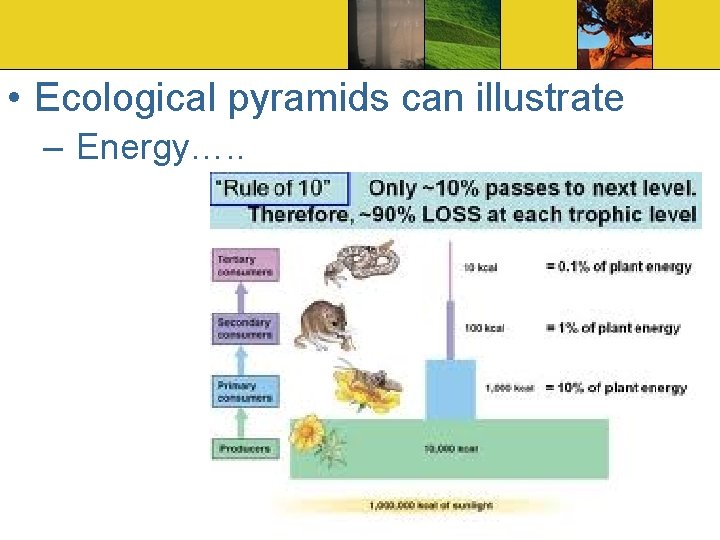  • Ecological pyramids can illustrate – Energy…. . 