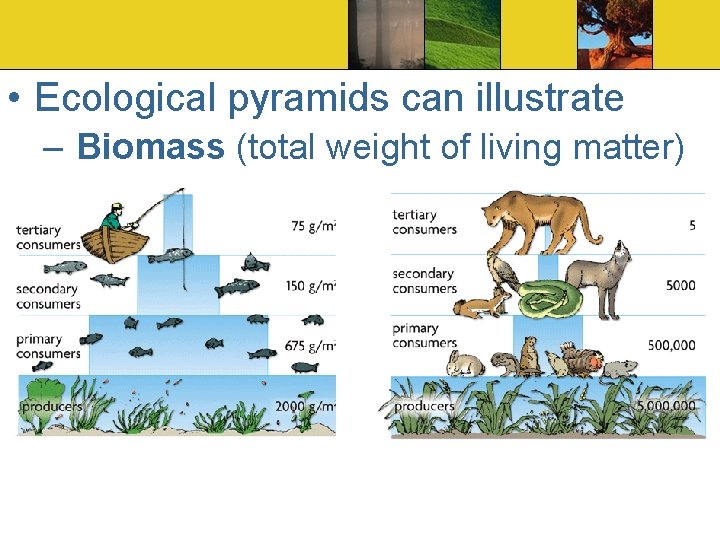  • Ecological pyramids can illustrate – Biomass (total weight of living matter) 