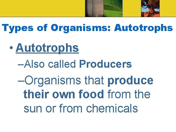 Types of Organisms: Autotrophs • Autotrophs –Also called Producers –Organisms that produce their own
