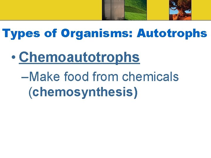 Types of Organisms: Autotrophs • Chemoautotrophs –Make food from chemicals (chemosynthesis) 