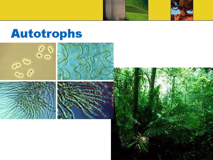 Autotrophs 