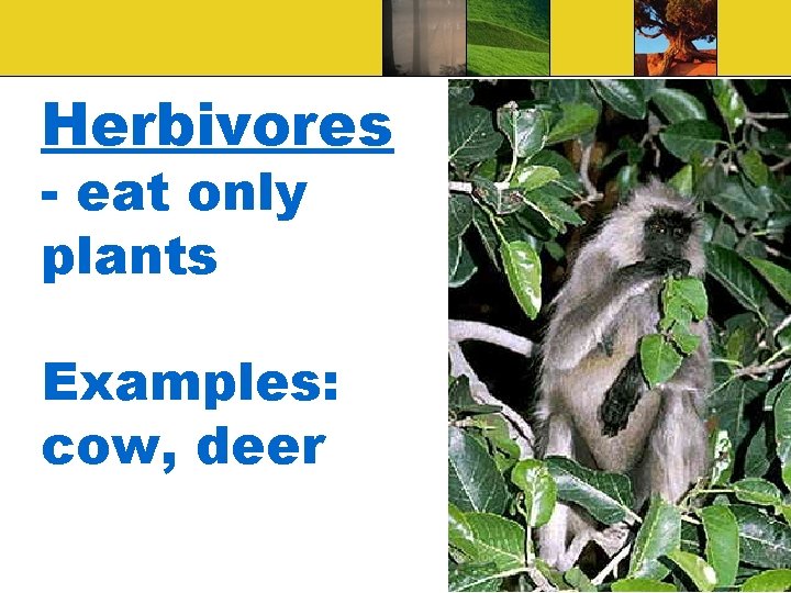 Herbivores - eat only plants Examples: cow, deer 