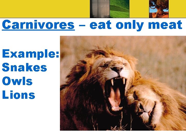 Carnivores – eat only meat Example: Snakes Owls Lions 