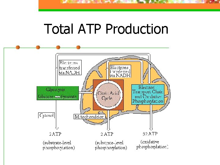 Total ATP Production 
