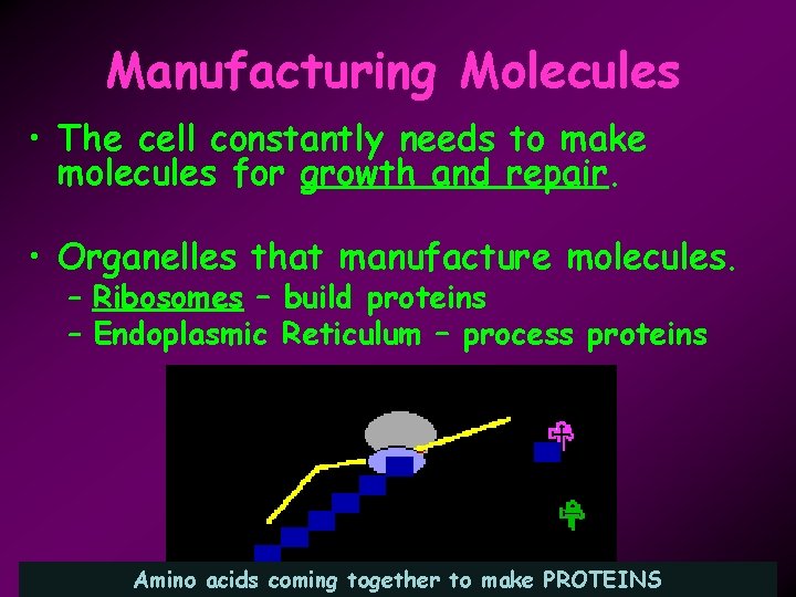 Manufacturing Molecules • The cell constantly needs to make molecules for growth and repair.