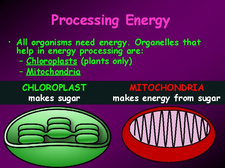 Processing Energy • All organisms need energy. Organelles that help in energy processing are: