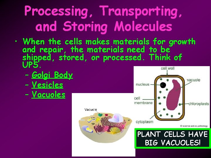 Processing, Transporting, and Storing Molecules • When the cells makes materials for growth and