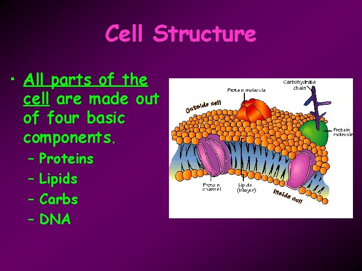 Cell Structure • All parts of the cell are made out of four basic