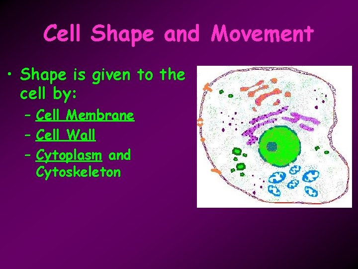 Cell Shape and Movement • Shape is given to the cell by: – Cell