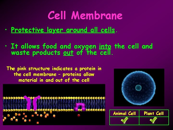 Cell Membrane • Protective layer around all cells. • It allows food and oxygen