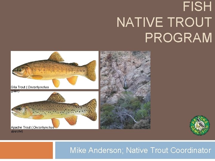 FISH NATIVE TROUT PROGRAM Gila Trout (Oncorhynchus gilae) Apache Trout (Oncorhynchus apache) Mike Anderson;