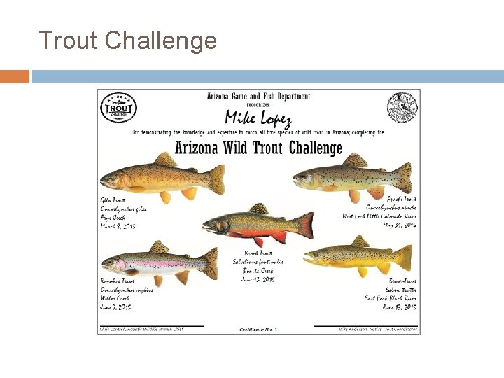 Trout Challenge 