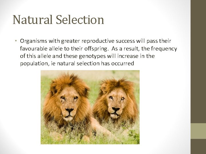 Natural Selection • Organisms with greater reproductive success will pass their favourable allele to Natural Selection • Organisms with greater reproductive success will pass their favourable allele to