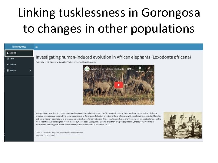 Linking tusklessness in Gorongosa to changes in other populations 