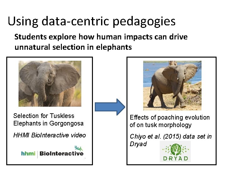 Using data-centric pedagogies Students explore how human impacts can drive unnatural selection in elephants