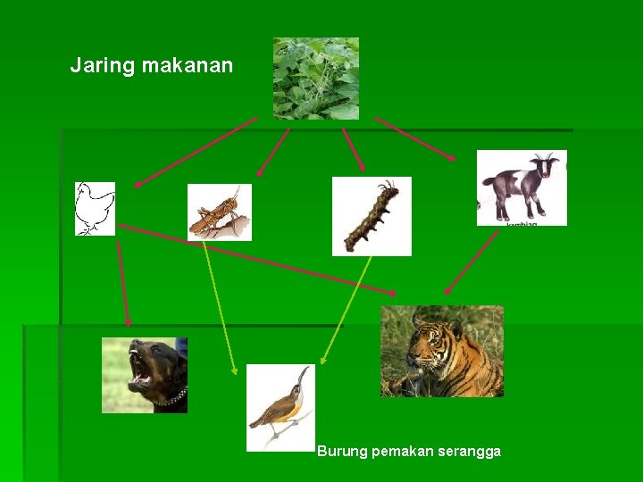 Jaring makanan Burung pemakan serangga 