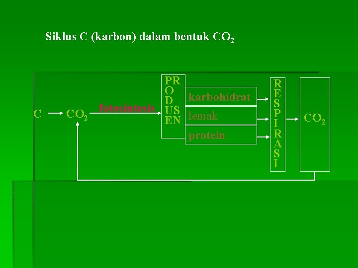 Siklus C (karbon) dalam bentuk CO 2 C CO 2 PR O D karbohidrat