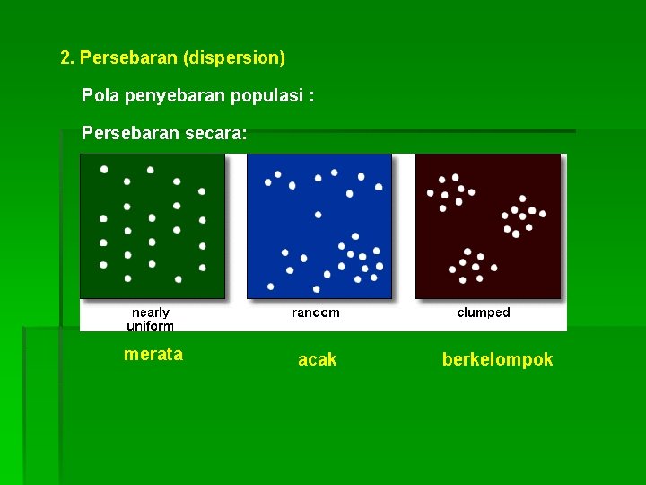 2. Persebaran (dispersion) Pola penyebaran populasi : Persebaran secara: merata acak berkelompok 