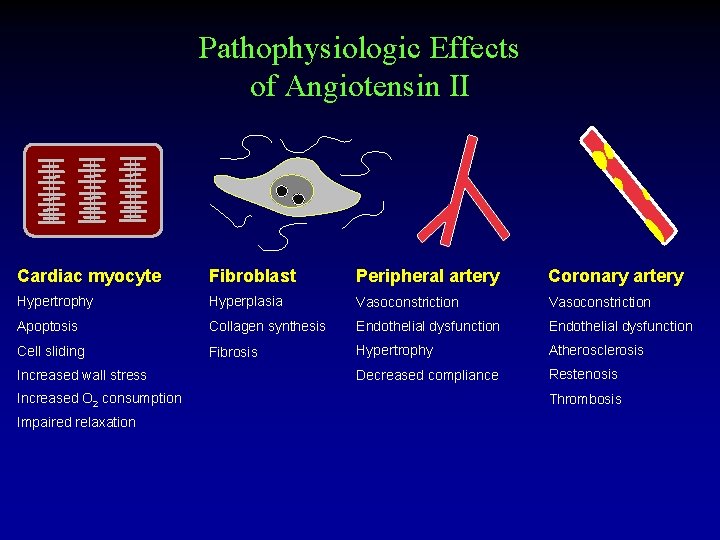 Pathophysiologic Effects of Angiotensin II Cardiac myocyte Fibroblast Peripheral artery Coronary artery Hypertrophy Hyperplasia