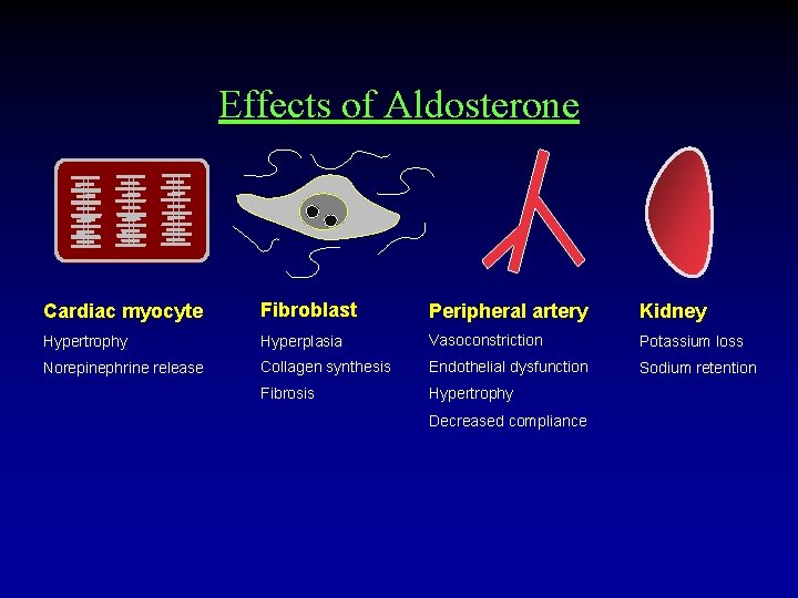 Effects of Aldosterone Cardiac myocyte Fibroblast Peripheral artery Kidney Hypertrophy Hyperplasia Vasoconstriction Potassium loss