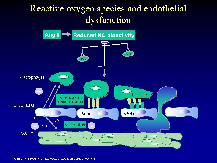 Reactive oxygen species and endothelial dysfunction Ang II Reduced NO bioactivity NO ROS Macrophages