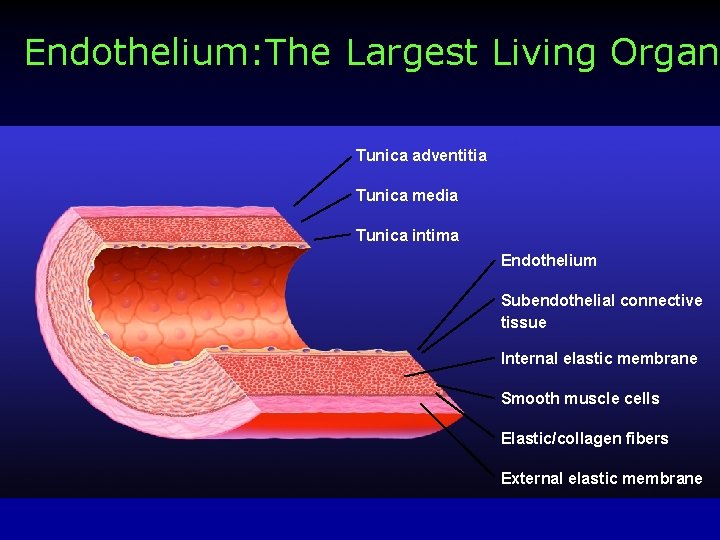 Endothelium: The Largest Living Organ Tunica adventitia Tunica media Tunica intima Endothelium Subendothelial connective