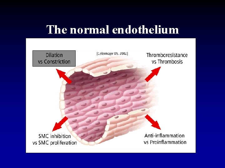The normal endothelium 