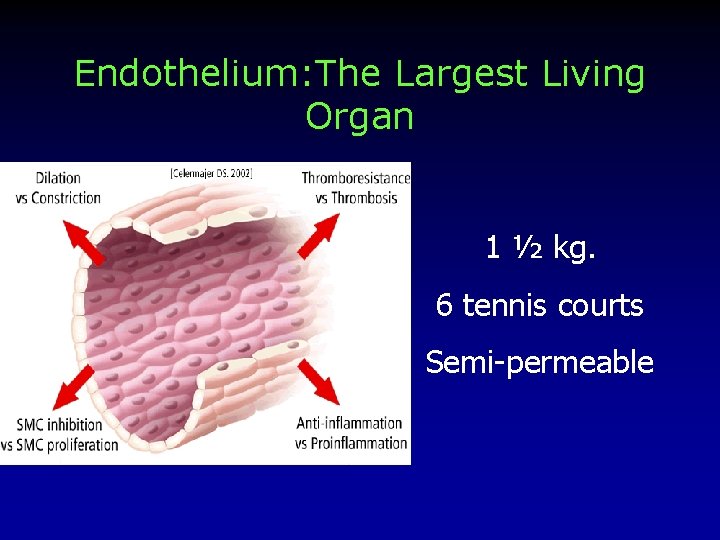 Endothelium: The Largest Living Organ 1 ½ kg. 6 tennis courts Semi-permeable 