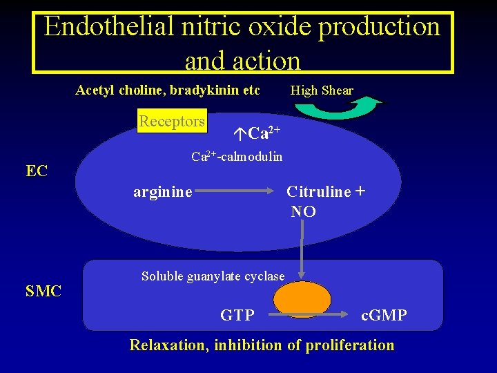 Endothelial nitric oxide production and action Acetyl choline, bradykinin etc Receptors EC Ca 2+-calmodulin