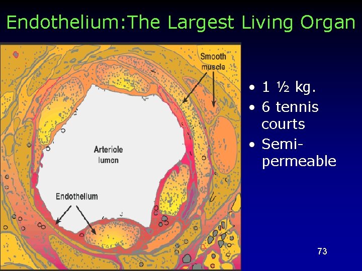Endothelium: The Largest Living Organ • 1 ½ kg. • 6 tennis courts •