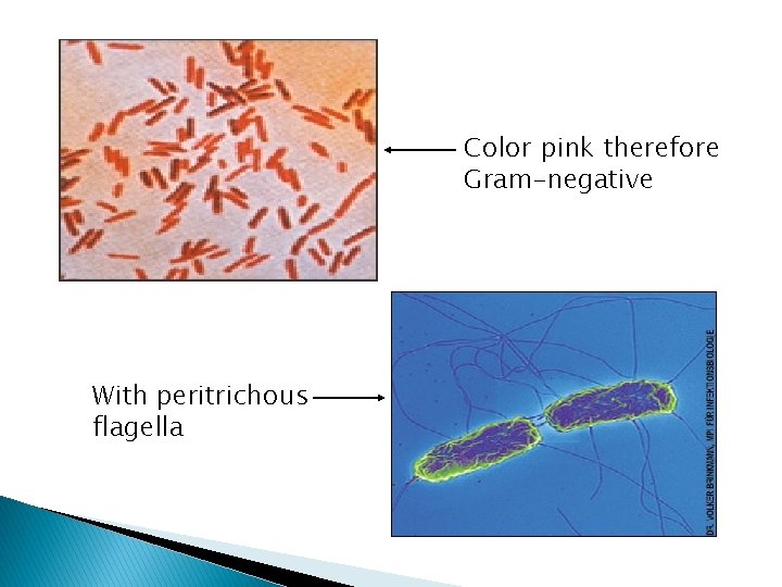 Color pink therefore Gram-negative With peritrichous flagella 