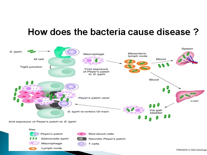 How does the bacteria cause disease ? 