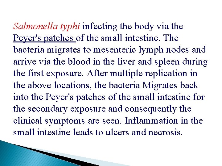 Salmonella typhi infecting the body via the Peyer's patches of the small intestine. The