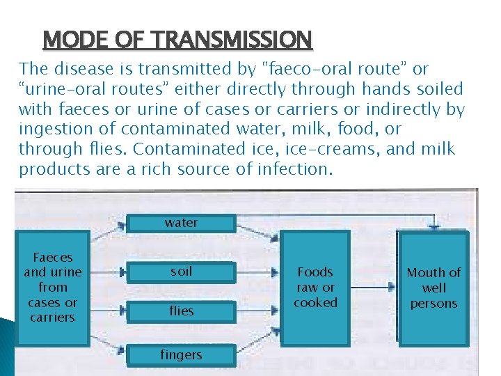 MODE OF TRANSMISSION The disease is transmitted by “faeco-oral route” or “urine–oral routes” either